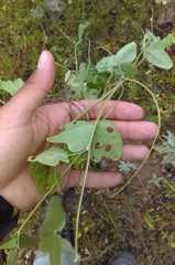 Macroptilium gibbosifolium