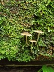 Hydropus semimarginellus