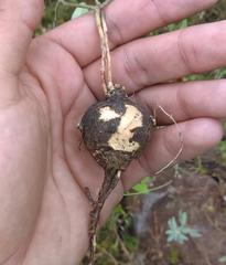 Macroptilium gibbosifolium