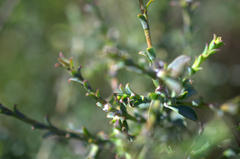 Osteospermum polygaloides polygaloides