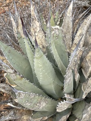 Agave deserti
