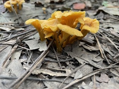 Cantharellus tabernensis