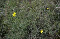 Osteospermum polygaloides polygaloides