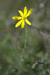 Osteospermum polygaloides polygaloides