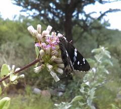 Codatractus arizonensis