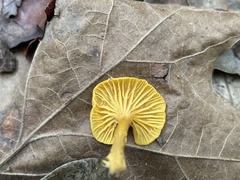 Cantharellus tabernensis