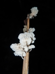 Marasmiellus hapuuarum