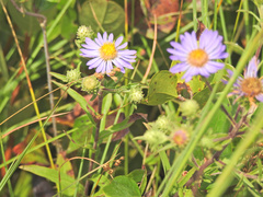 Eurybia spectabilis