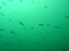 Trachurus trachurus