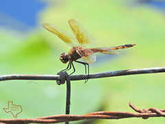 Brachymesia