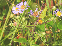 Eurybia spectabilis