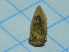 Cicadellidae