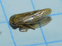Cicadellidae