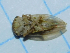 Cicadellidae