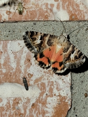 Drasteria mirifica