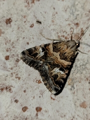 Drasteria mirifica