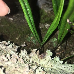 Lepisorus pseudoussuriensis