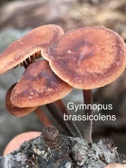 Gymnopus brassicolens var. brassicolens image