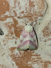 Schinia regina