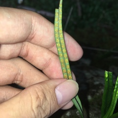 Lepisorus pseudoussuriensis