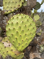 Opuntia clarkiorum