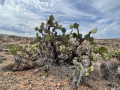 Opuntia clarkiorum