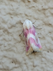 Schinia regina