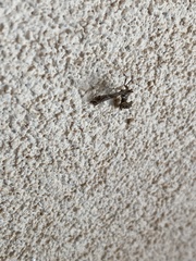 Lineodes interrupta