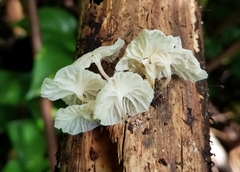 Marasmiellus hapuuarum