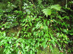 Begonia sutherlandii