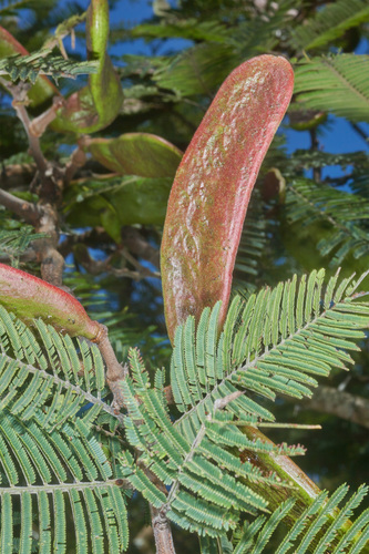 Acacia pennatula - Leaves