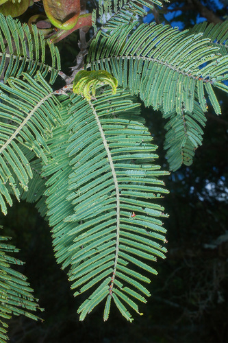 Acacia pennatula - Whole tree