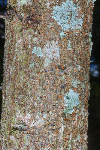 Acacia pennatula - Leaves