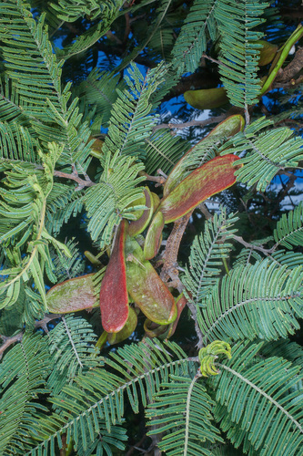Acacia pennatula - Habitat