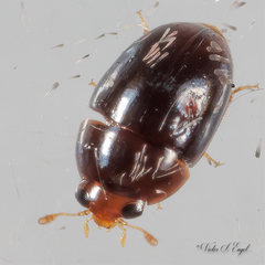 Acylomus