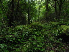 Begonia sutherlandii