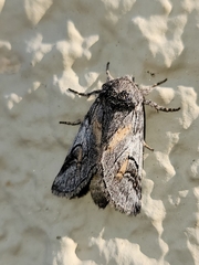 Astiptodonta aonides