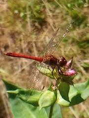 Sympetrum sanguineum