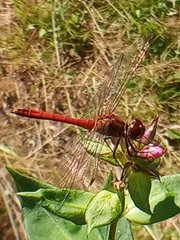 Sympetrum sanguineum