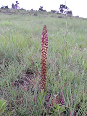 Disa versicolor