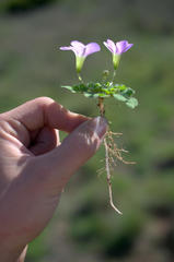 Oxalis zeekoevleyensis