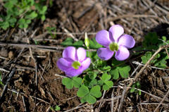 Oxalis zeekoevleyensis