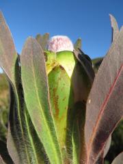 Protea coronata