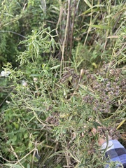 Achillea salicifolia