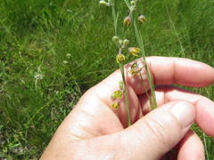 Aspidoglossum woodii