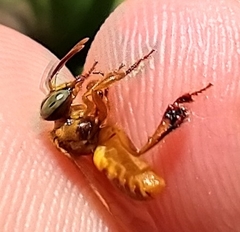 Tetragona perangulata