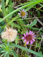 Erigeron alpinus