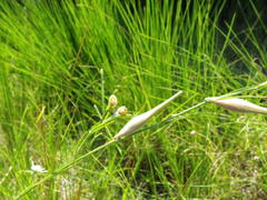 Aspidoglossum woodii