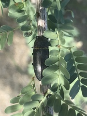 Hippomelas planicauda