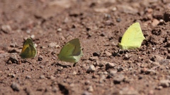 Abaeis mexicana